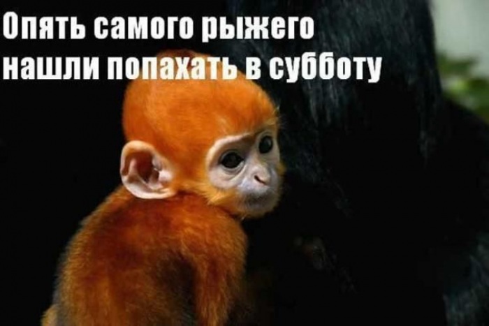 http://dileo.ru/uploads/images/00/60/57/2012/04/28/c302fe7049.jpg