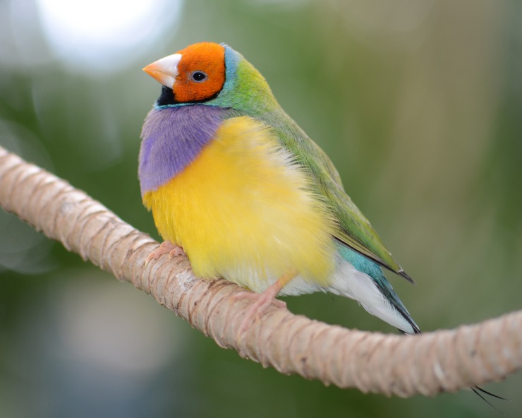 Гульдова амадина – одна из самых ярких и красивых птиц